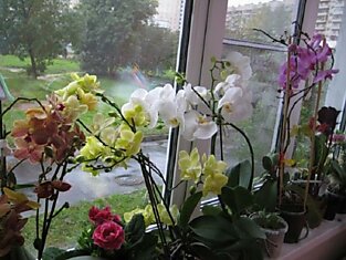 Находка для любителей орхидей и их пышного цветения