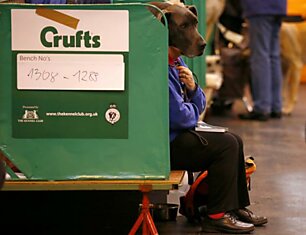 Самые яркие фотографии выставки «Crufts Dog Show» в Англии