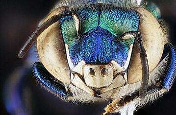 Коллекция портретов насекомых Сэма Дроге