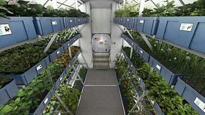 Кушать подано. Астронавты на МКС впервые попробуют выращенный на орбите салат