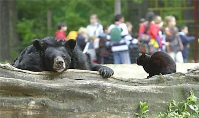Восемь лет уже дружат кот и 40-летний азиатский медведь в берлинском зоопарке.