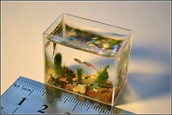 Самый маленький аквариум.