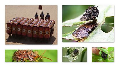 Военные стратегии насекомых (6 фотографий)