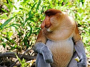 Носатая обезьянка