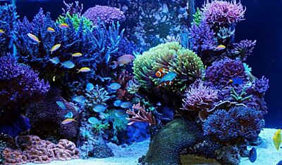 Потрясающая кровать-аквариум превратит вашу спальню в коралловый риф