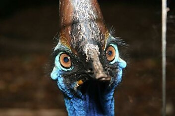Казуар - внесен в книгу рекордов Гиннесса, как самая смертельно опасная птица.