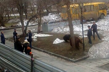 В Новосибирске медведи ходят по улицам