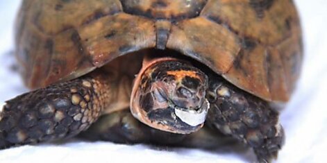 Черепаха Борис получил верхнюю челюсть благодаря 3D-печати