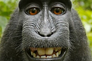 Викимедиа отвергает претензии фотографа на селфи обезьяны