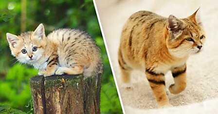 Неуловимый барханный кот появился на публике впервые за 10 лет