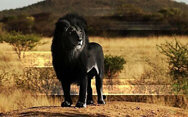 Редкий чёрный лев