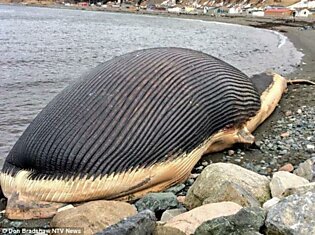 «Взрывоопасный» кит пугает жителей города Траут Ривер