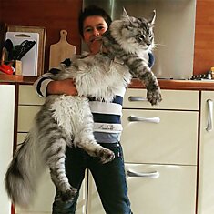 50 поистине огромных котов породы мейн-кун