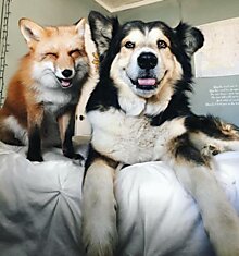 Пес и лиса - друзья