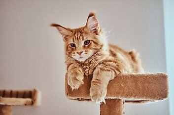 1 сентября празднуем День рыжих котов, питомцы притягивают деньги в дом