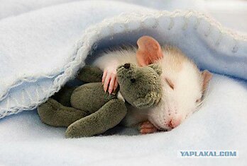 Крысы могут быть очень милыми