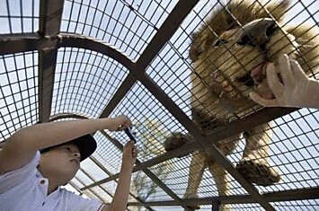 Safari Lion Zoo — зоопарк, в котором все наоборот