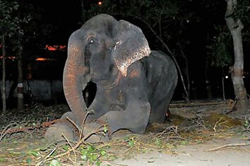 Фоторепортаж—трогательный момент освобождения слона Раджу