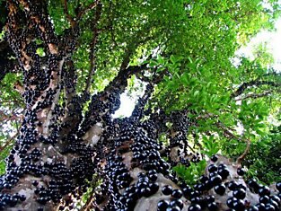 Джаботикаба - дерево, на котором растут ягоды