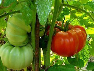Сколько кустов томатов посадить на огороде