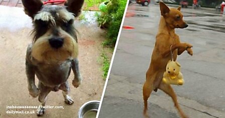 15 собак, которые наплевали на стереотипы и стали ходить как люди