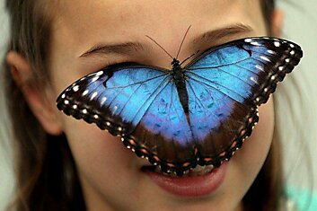 Выставка бабочек в Музее природы