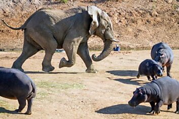 Бегемот против слона