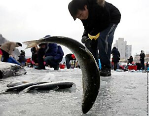 Фестиваль зимней рыбалки в Южной Корее (14 фото)