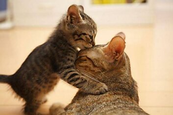 Милейшие поцелуи животных
