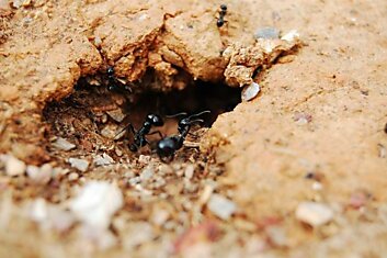 Грешным делом думал завести муравьеда, но соседка помогла избавиться от муравьиного нашествия