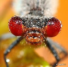 Макросъемка насекомых (10 фото)