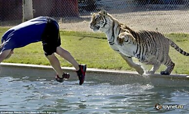 Тигриное шоу "Tiger Splash" (6 фото + видео)