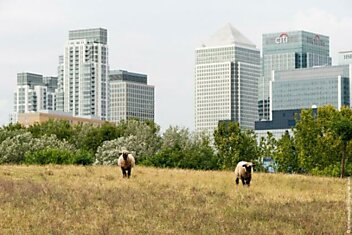 Топ-5 городских ферм мира: почему люди выращивают огурцы и овец в центре мегаполисов
