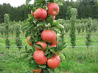 Идея бизнеса: колоновидные яблони высокой урожайности