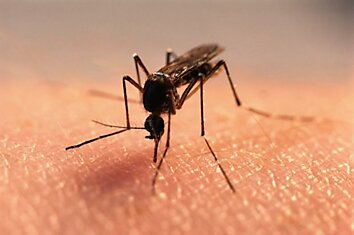 Наука предполагает, что комары не важны для окружающей среды