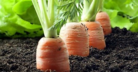 Хитрый способ посадки моркови