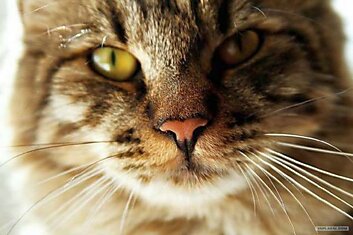 Интересные факты о кошачьих усах.