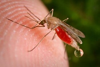 8 убийственных ароматов против комаров