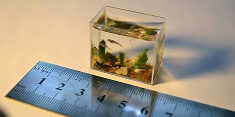 Маленький аквариум с рыбками