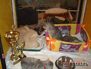 Выставка Кошек 2007 (14 фото)