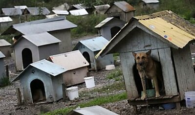 Жизнь бездомных собак в Бразилии