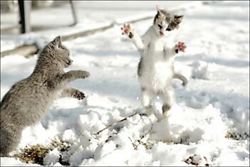 Снежные коты 2