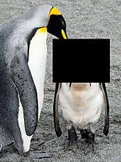 Люди и пингвины в возрасте полового созревания даже чем-то похожи :)