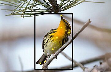 Сервис от Корнеллского университета определяет вид птиц по фотографии
