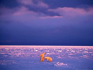 Борьба белых медведей на закате в Манитобе, Канада.