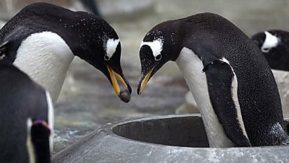 Как делают предложение своим любимым пингвины?