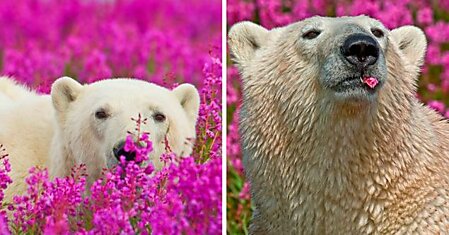 Редкие фотографии белых медведей, сделанные в неожиданном окружении