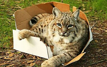 Большие кошки тоже любят коробки