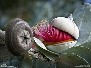 Западная Австралия - рай для любителей необычных деревьев и цветов.