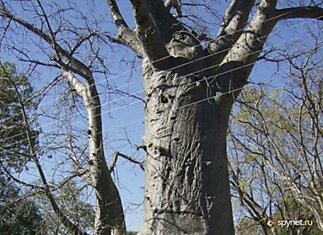 Очень практичное дерево (4 фото)